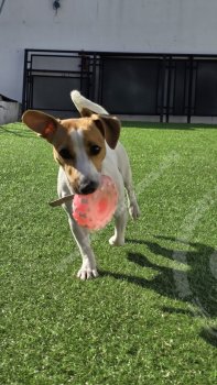 Foto de Mascota Extraviada