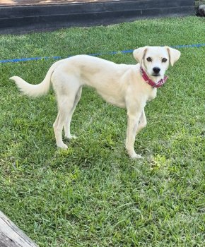 Foto de Mascota Extraviada