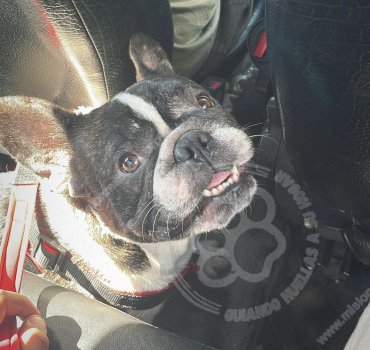 Foto de Mascota Extraviada