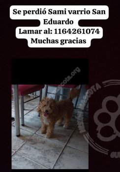 Foto de Mascota Extraviada