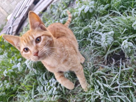 Foto de Mascota Extraviada