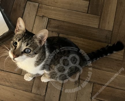 Foto de Mascota Extraviada