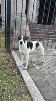 Foto de Mascota Encontrada