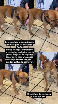 Foto de Mascota Encontrada