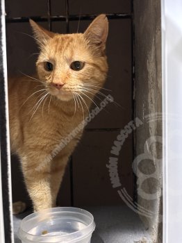 Foto de Mascota Encontrada