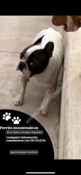 Foto de Mascota Encontrada