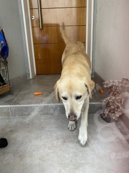 Foto de Mascota Encontrada