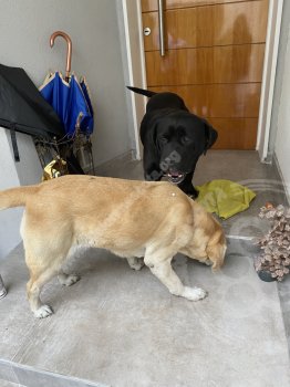 Foto de Mascota Encontrada