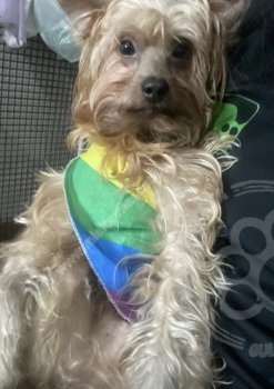 Foto de Mascota Extraviada