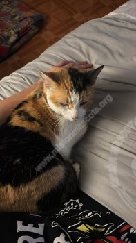 Foto de Mascota Encontrada