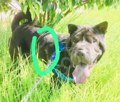 Foto de Mascota Extraviada