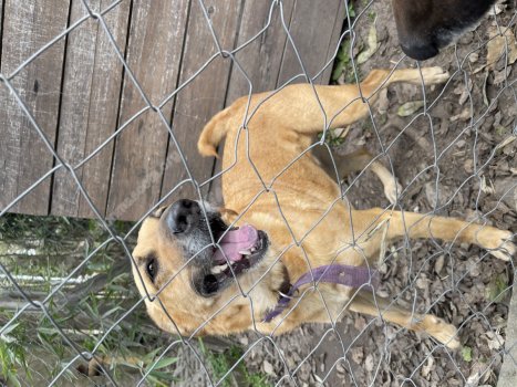 Foto de Mascota Encontrada