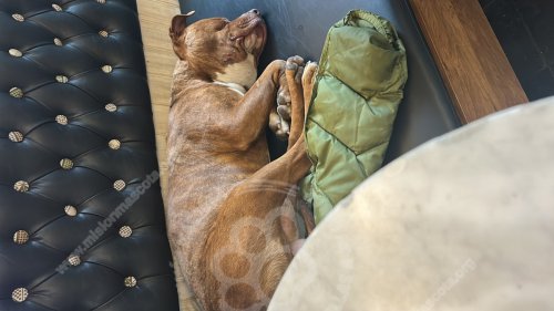 Foto de Mascota Encontrada