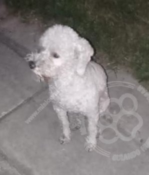 Foto de Mascota Extraviada