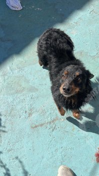 Foto de Mascota Encontrada