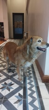 Foto de Mascota Encontrada