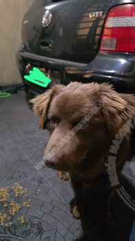 Foto de Mascota Encontrada