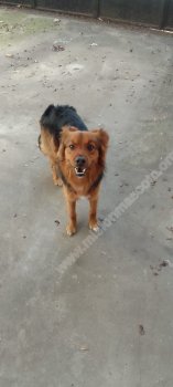 Foto de Mascota Encontrada