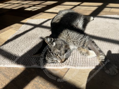 Foto de Mascota Encontrada