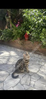 Foto de Mascota Extraviada