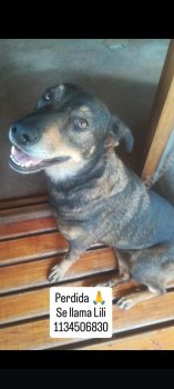 Foto de Mascota Perdida
