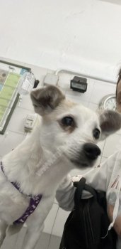 Foto de Mascota Encontrada