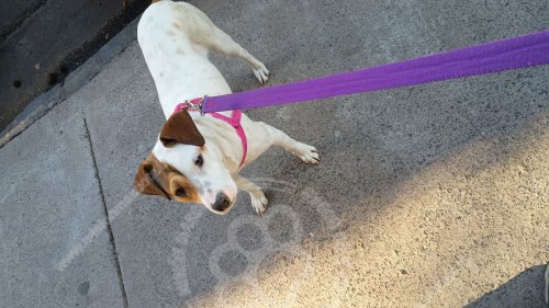 Foto de Mascota Encontrada