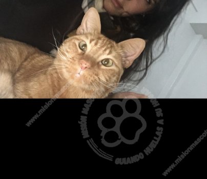 Foto de Mascota Extraviada