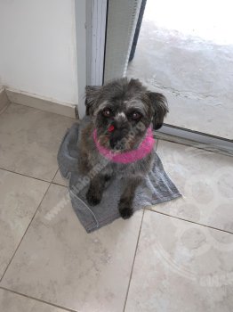 Foto de Mascota Extraviada