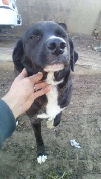 Foto de Mascota Extraviada