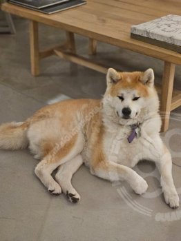 Foto de Mascota Extraviada