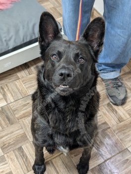 Foto de Mascota Encontrada