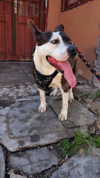 Foto de Mascota Encontrada