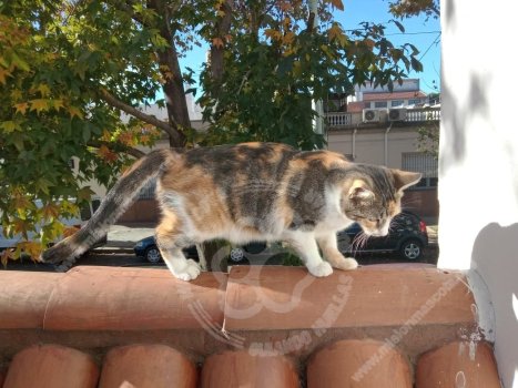 Foto de Mascota Extraviada