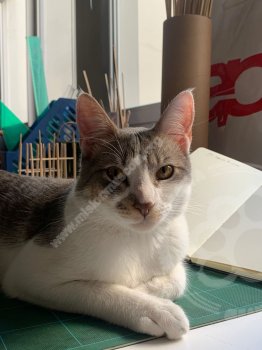 Foto de Mascota Extraviada