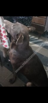 Foto de Mascota Encontrada