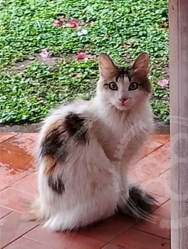 Foto de Mascota Extraviada