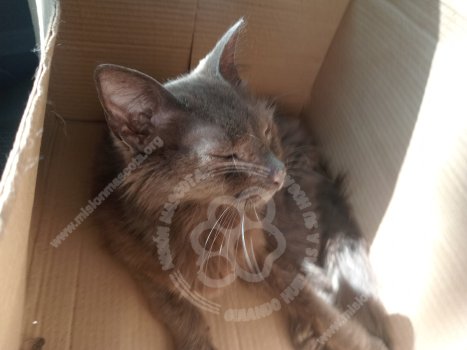 Foto de Mascota Encontrada