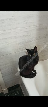 Foto de Mascota Extraviada