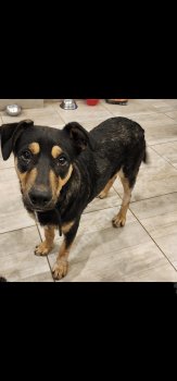 Foto de Mascota Encontrada