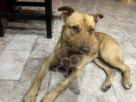 Foto de Mascota Extraviada