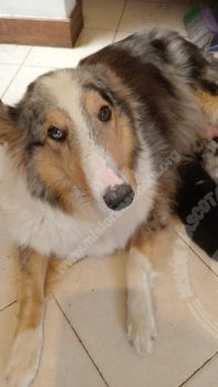 Foto de Mascota Encontrada