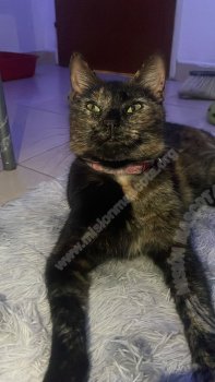 Foto de Mascota Encontrada