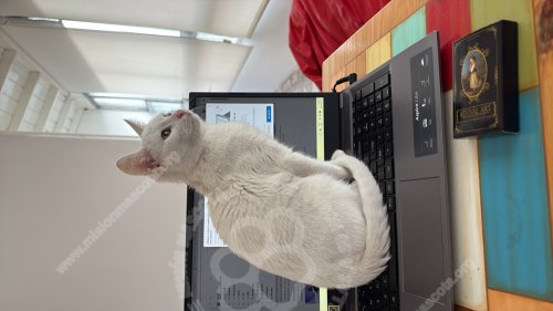 Foto de Mascota Extraviada