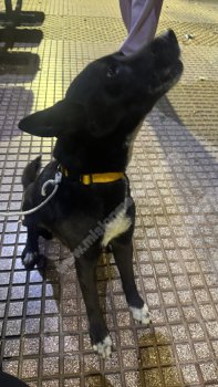 Foto de Mascota Encontrada