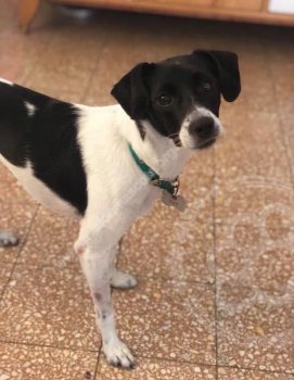 Foto de Mascota Extraviada