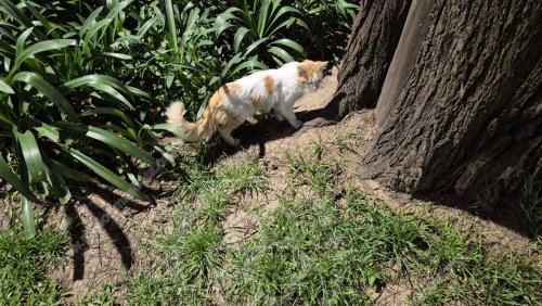 Foto de Mascota Encontrada