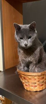 Foto de Mascota Extraviada