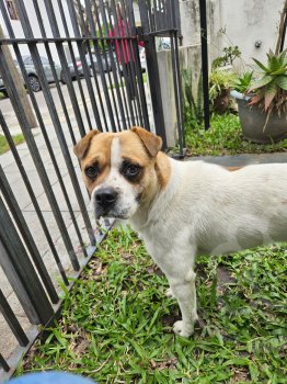 Foto de Mascota Encontrada