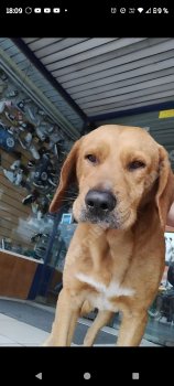 Foto de Mascota Encontrada